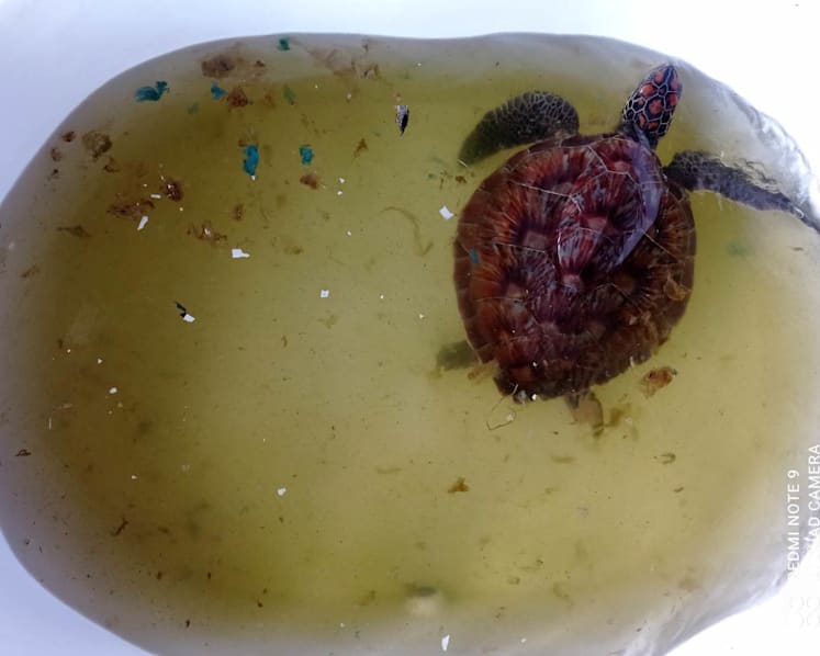 Tuk the turtle swallowed more than 300 pieces of trash, and its rescue highlights Thailand's marine waste problem