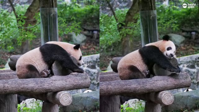 从狮城到四川定居 大熊猫叻叻过得怎么样？