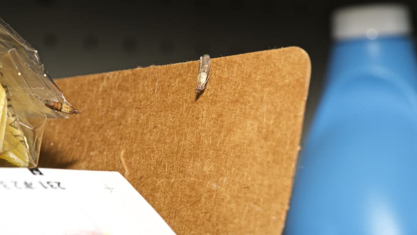 Commentary: So your kitchen has been overrun by pantry moths. Don't panic