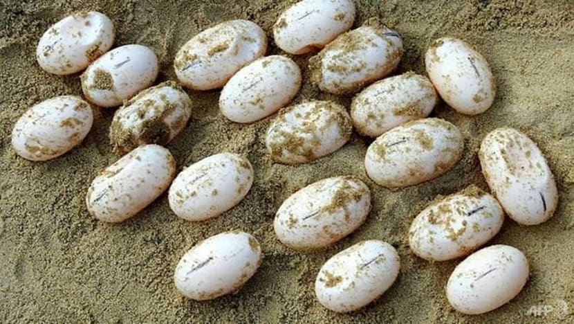 Penyu diraja Kemboja yang diancam pupus bertelur dalam peliharaan