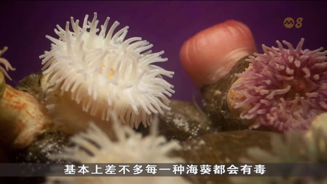 狮城有约 | 生活小学堂：潮间带的常见生物