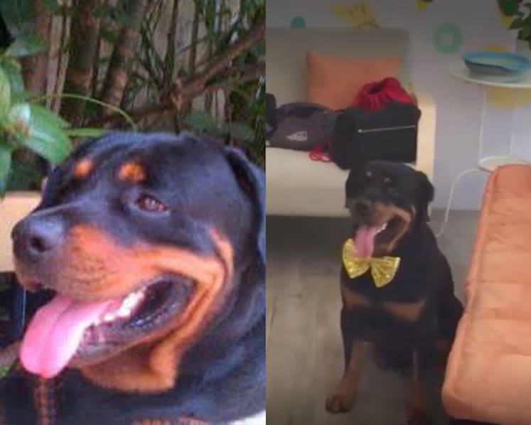 channelnewsasia.com - Joyee Koo - Is walking your dog enough? Inside Singapore's dog gym that's changing canine fitness