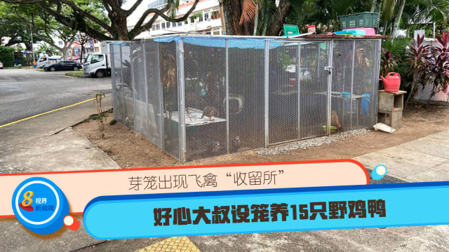 芽笼出现飞禽“收留所” 好心大叔设笼养15只野鸡鸭