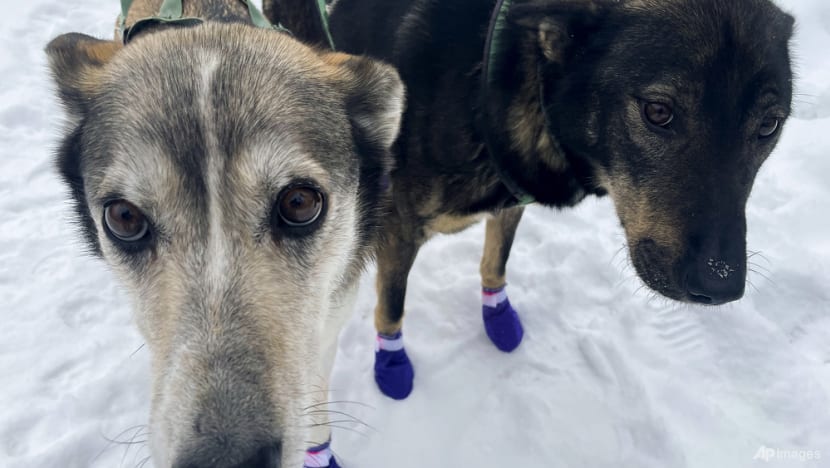 PETA calls for end to race after dogs die on 160km Iditarod in Alaska