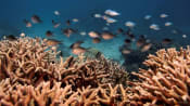 Southwest Pacific hit by unprecedented marine heatwaves in 2024, UN says