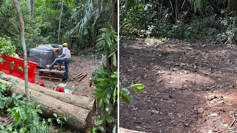 Contractor, supervisor get conditional warning over Lower Peirce Reservoir tree clearance: NParks