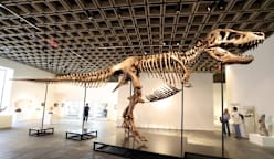 உலகின் ஆக அதிக மதிப்புள்ள T-Rex எலும்புக்கூடு