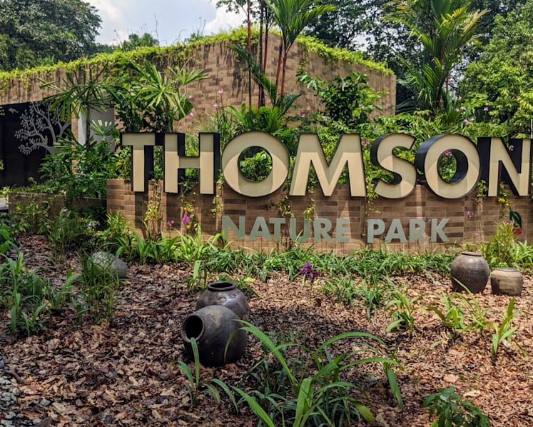 The ‘secrets’ of Thomson Nature Park: Rare primates and remnants of old Hainanese kampung