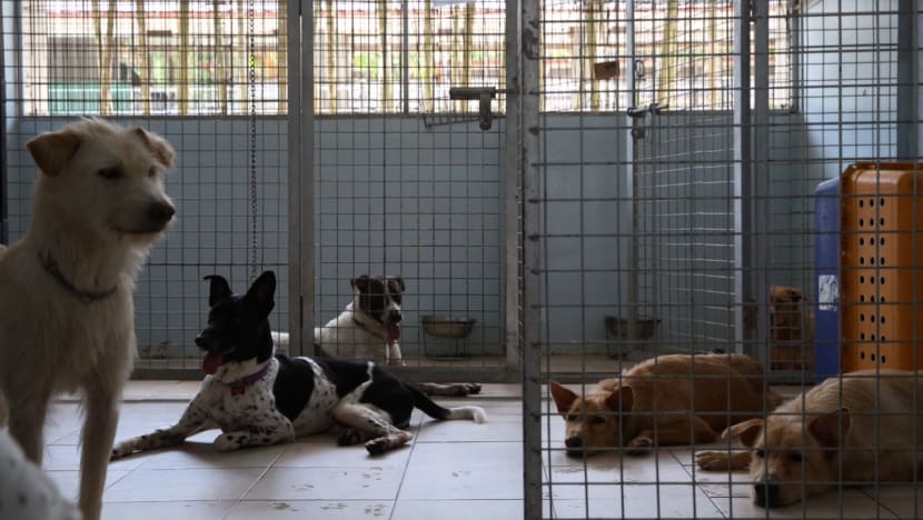Govt to build rental facilities for pet farms, animal shelters at Sungei Tengah