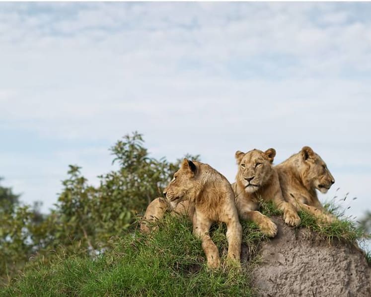 From the Kalahari to the Serengeti: Where to see the real Lion King in Africa