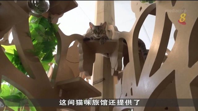 法国出现报复性旅游 宠物寄宿服务需求激增