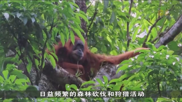 极端天气导致印尼猿类物种数量骤减