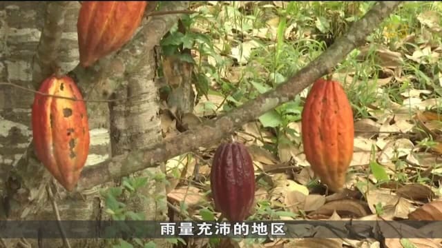 美德初创食品公司 另辟蹊径种可可豆并研发替代产品