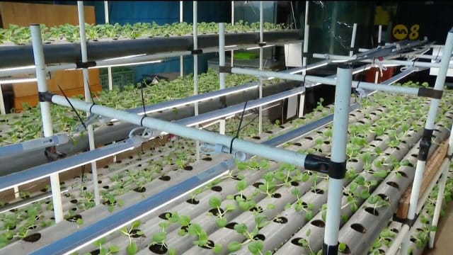本地蔬菜市场消费占比达新低 业者通过各种方式提高产量