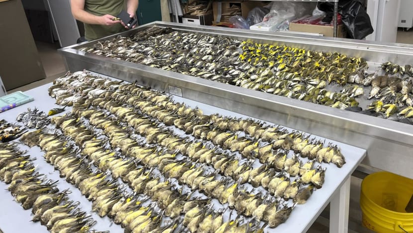 Nearly 1,000 birds perish after crashing into Chicago building