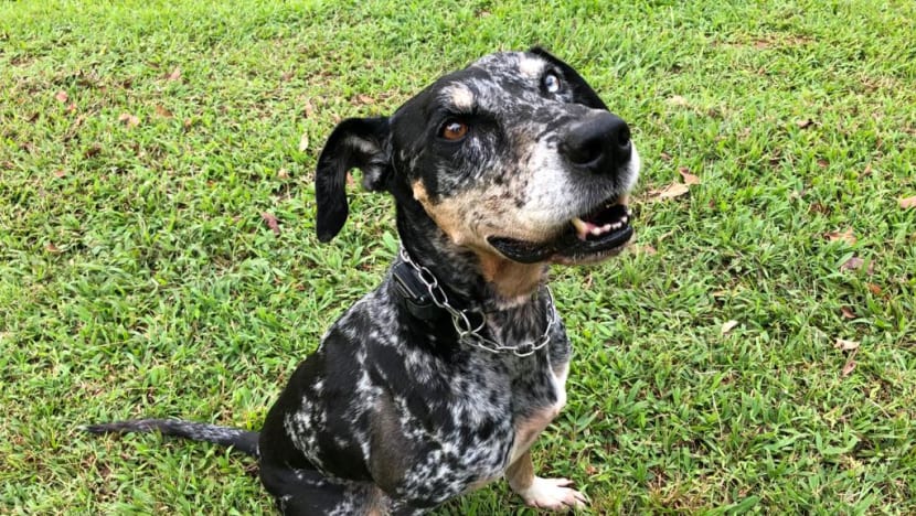 Cruel or useful? Dog owners, trainers and vets offer varying views as calls to ban electronic collars grow louder