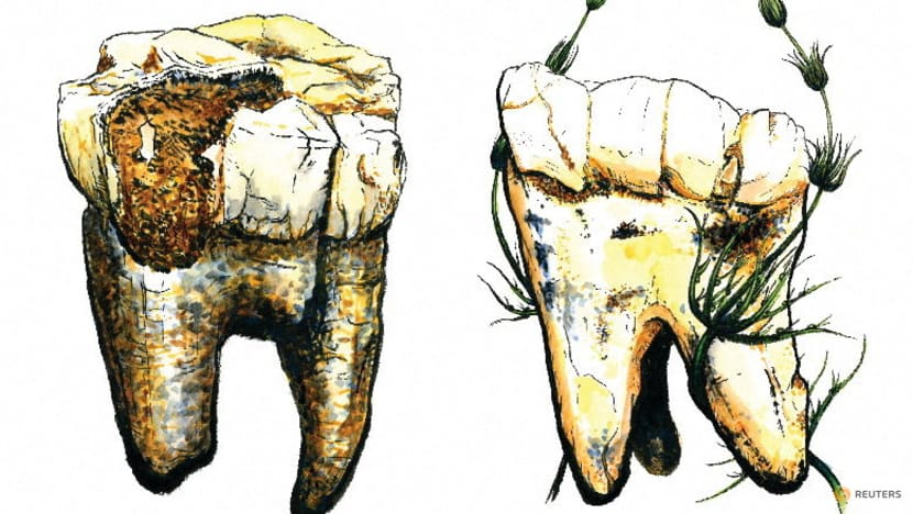 Meat was not on the menu for human ancestor Australopithecus