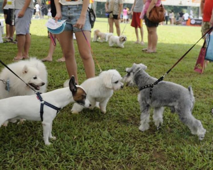 Are your pets at risk of COVID-19, and what should you do if you suspect they are infected?