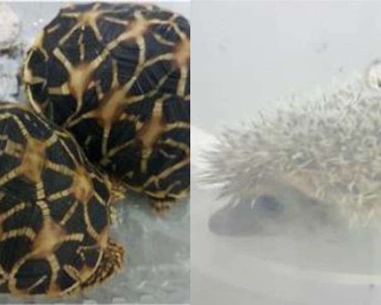 Man fined for possessing and selling illegal wildlife