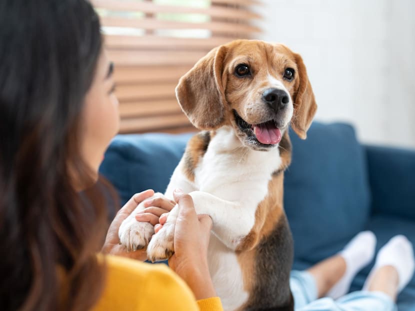 Get a dog, live longer? Studies show pet ownership may support better health, but lifestyle matters