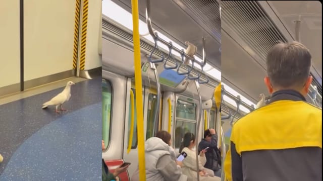 白鸽飞入香港地铁车厢引发骚动  乘客尖叫逃跑影片疯传