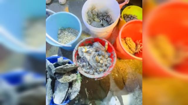 多人海岸大量采集海洋生物惹议 公园局吁勿触碰采集