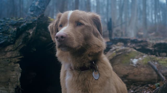 新片上映：Good Boy