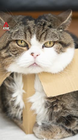 Maru, the internet’s favourite box-loving cat, dies at 18