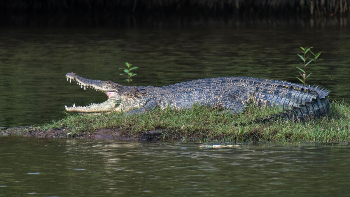 Crocodile spotted near Keppel Bay, NParks monitoring situation