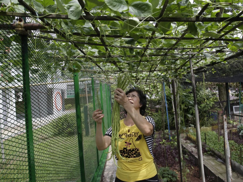 Could community gardens play a role in boosting Singapore’s food security? Could community gardens play a role in boosting Singapore’s food security?
