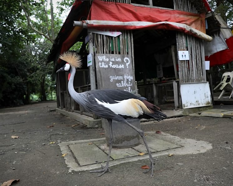 Authorities working with popular Seletar petting farm to rehome animals, find alternative sites for its businesses