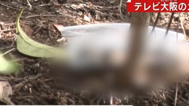 日本环球影城园区再发现疑似人骨 游客心慌不安