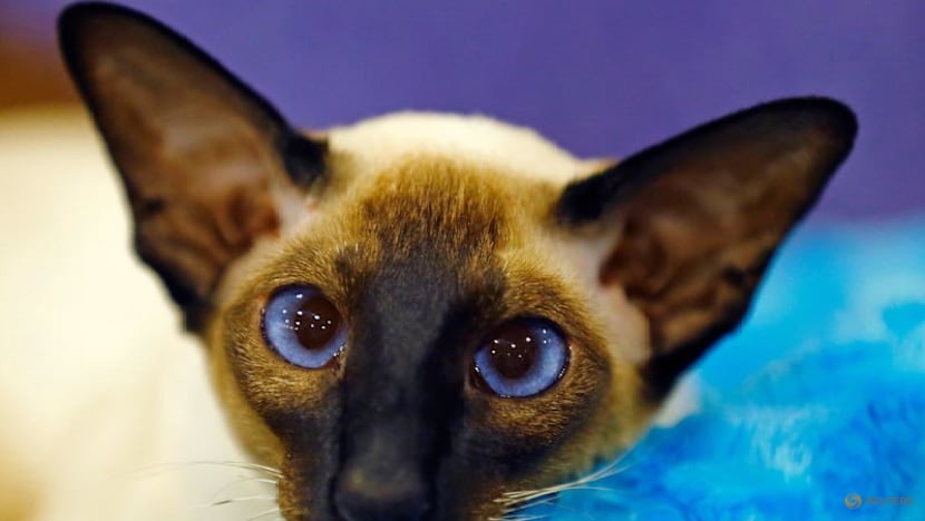 Genome study reveals milestone in history of cat domestication