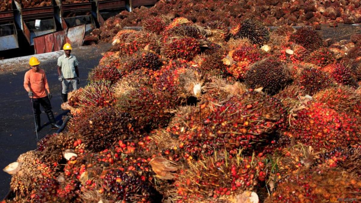 Malaysian palm oil stocks hit 19-month low in December as output drops