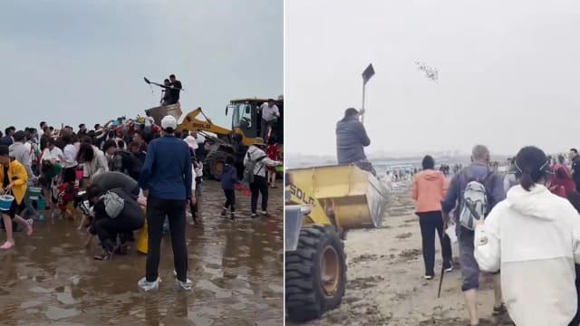 怕赶海游客“空手而归” 中国大连海滩景区撒千斤蚬子