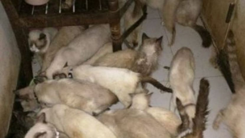 A love for animals ... or an indication of mental illness?