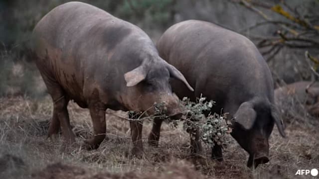 西班牙疑出现人传人非洲猪瘟 感染源待查