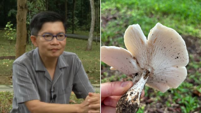本地有人吃野生菌中毒 医生：煮熟不代表无毒