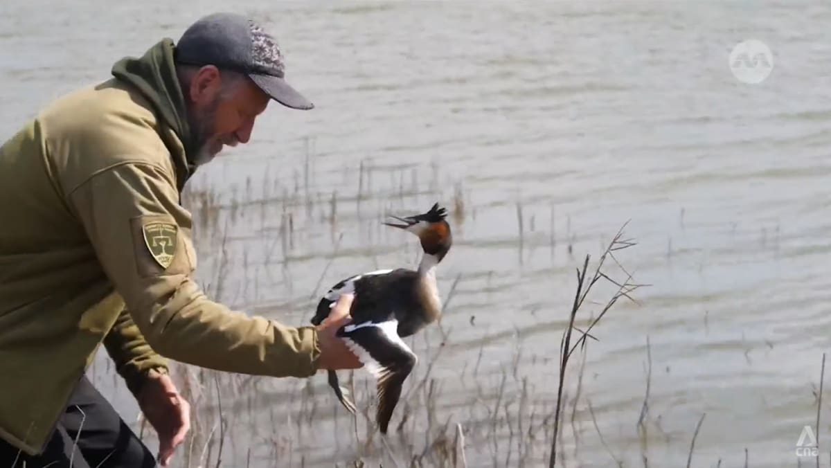 Ukraine’s Black Sea coast is suffering from war damage, affecting birds and marine life