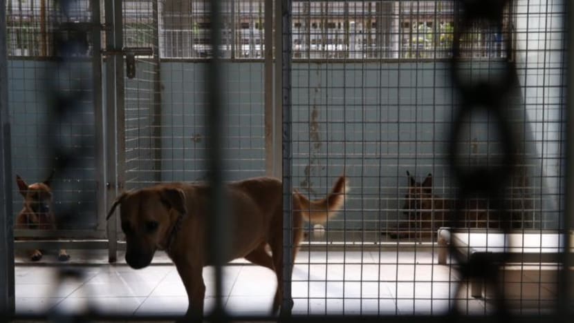 Animal lovers petition for review of Sungei Tengah shelter designs