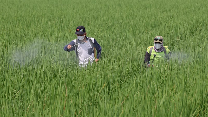 More rice for less methane? This Singapore lab is already seeing success with regional farmers