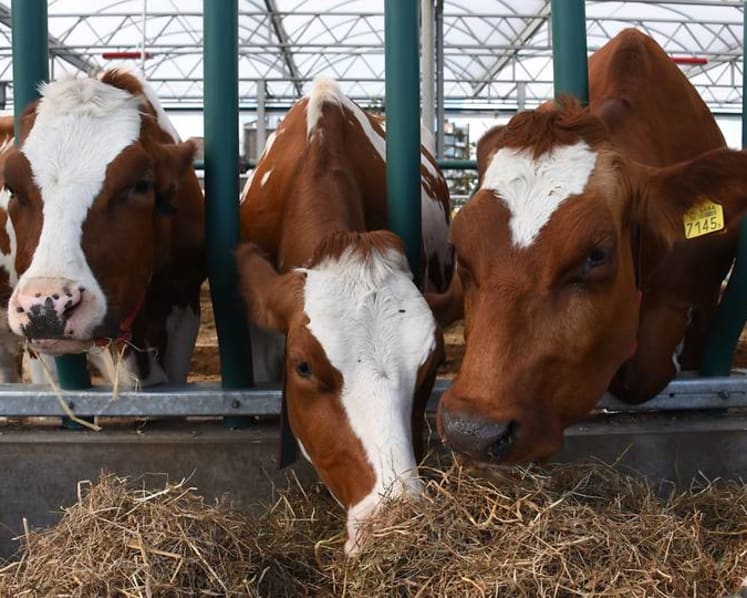 Tides of change: Amid rising sea levels, the Dutch float new initiatives with farms and more homes on water