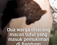 Dua warga diserang macan tutul yang masuk pemukiman di Bandung