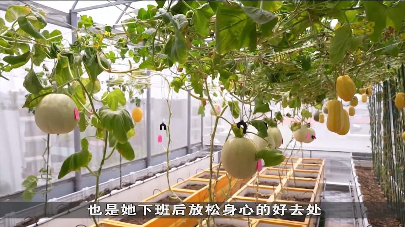 越南屋顶花园渐成风潮 带动家庭园艺景观设计市场
