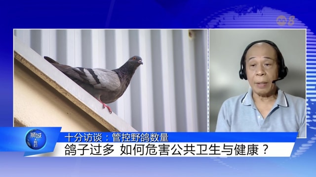 狮城有约 | 十分访谈：管控野鸽数量