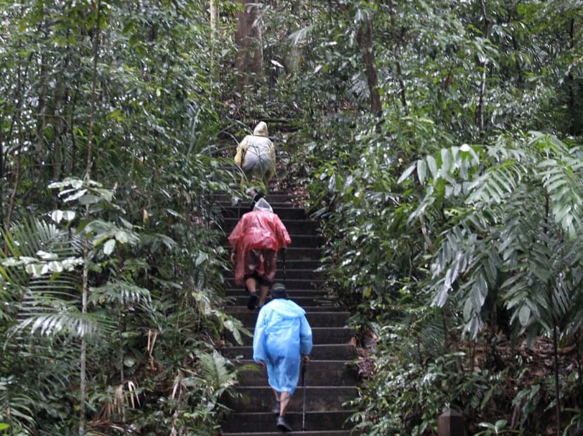 A sense of sadness, concern with looming closure of Bukit Timah Nature Reserve