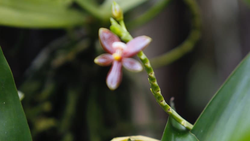 S$35m enhancements to National Orchid Garden by 2019