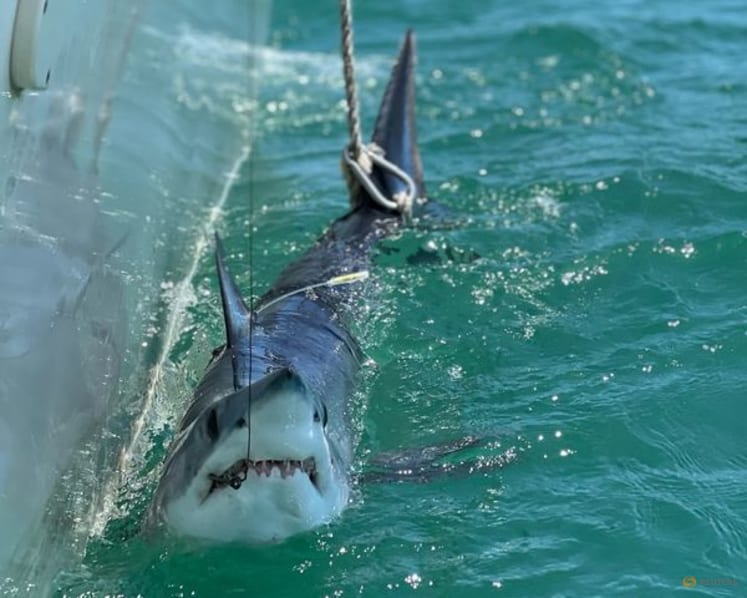 Scientists turn to sharks to improve hurricane predictions