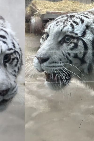 青岛白虎凭美貌走红 吸引游客专程打卡