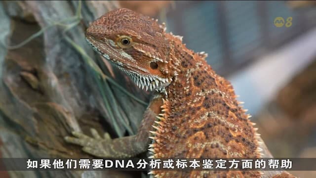 受保护鲨鱼珍禽本地非法贩售 专家：恐加速濒危物种灭绝